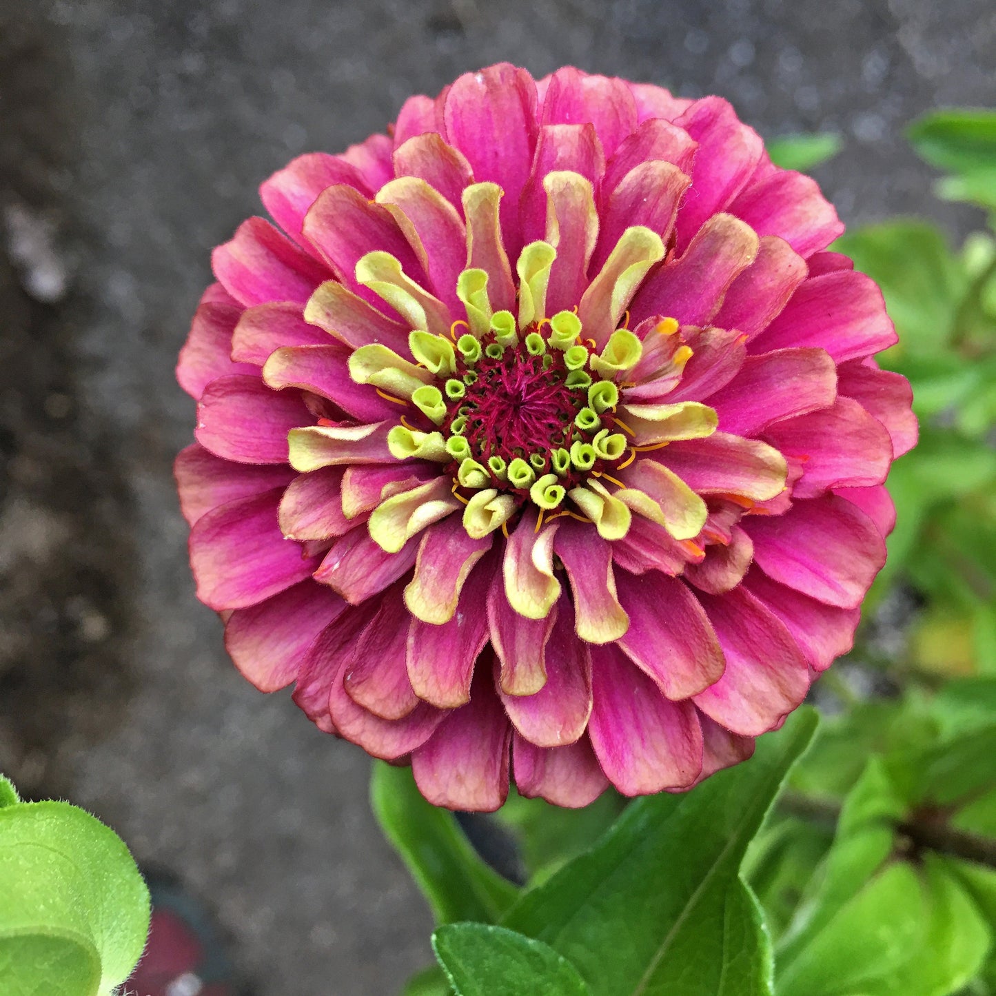 20 Organic QUEENY LIME MIX ZINNIA Elegans Mixed Colors Red Orange Yellow Pink Green Queen Flower Seeds - Blessings Grow Meadows -