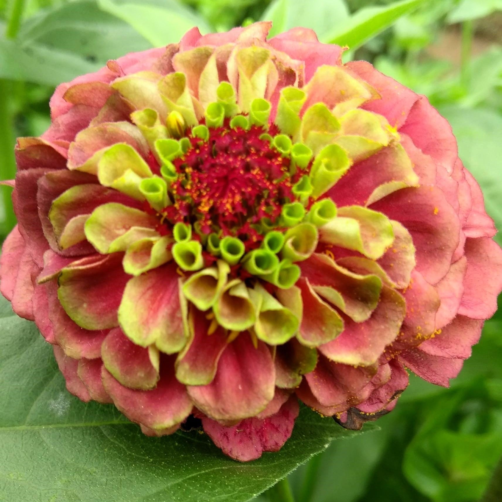 20 Organic QUEENY LIME MIX ZINNIA Elegans Mixed Colors Red Orange Yellow Pink Green Queen Flower Seeds - Blessings Grow Meadows -