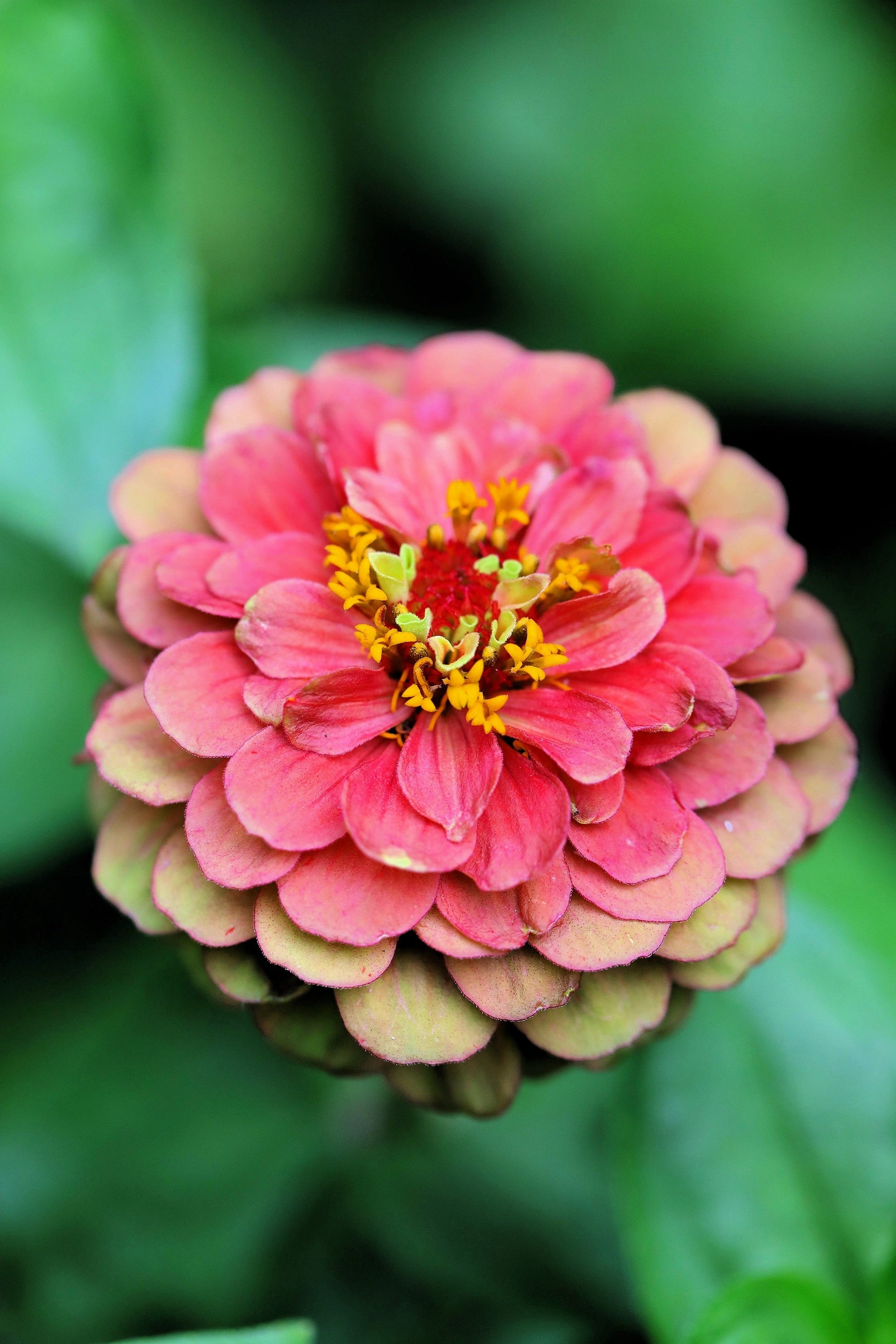 20 Organic QUEENY LIME MIX ZINNIA Elegans Mixed Colors Red Orange Yellow Pink Green Queen Flower Seeds - Blessings Grow Meadows -