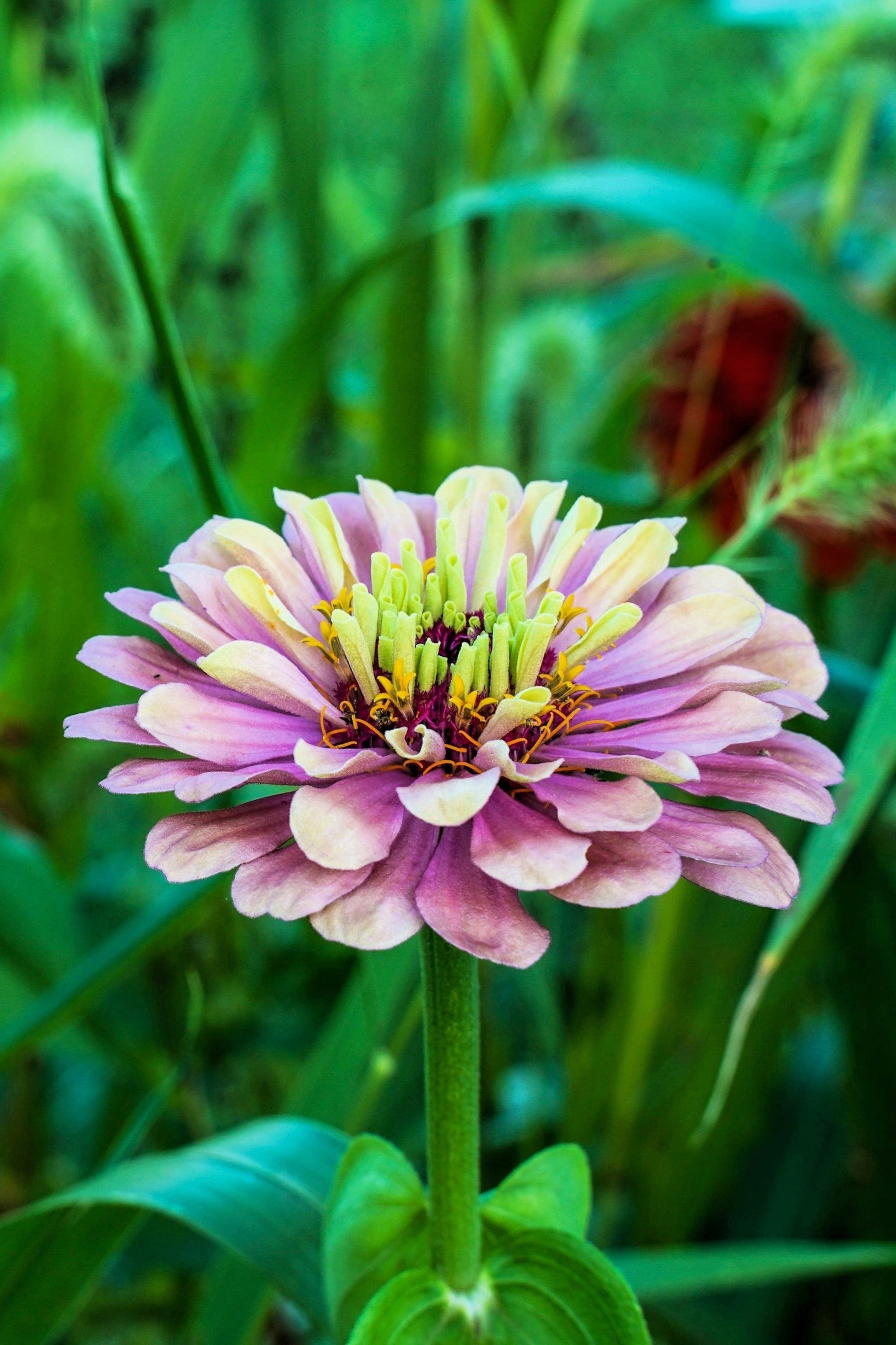 20 Organic QUEENY LIME MIX ZINNIA Elegans Mixed Colors Red Orange Yellow Pink Green Queen Flower Seeds - Blessings Grow Meadows -