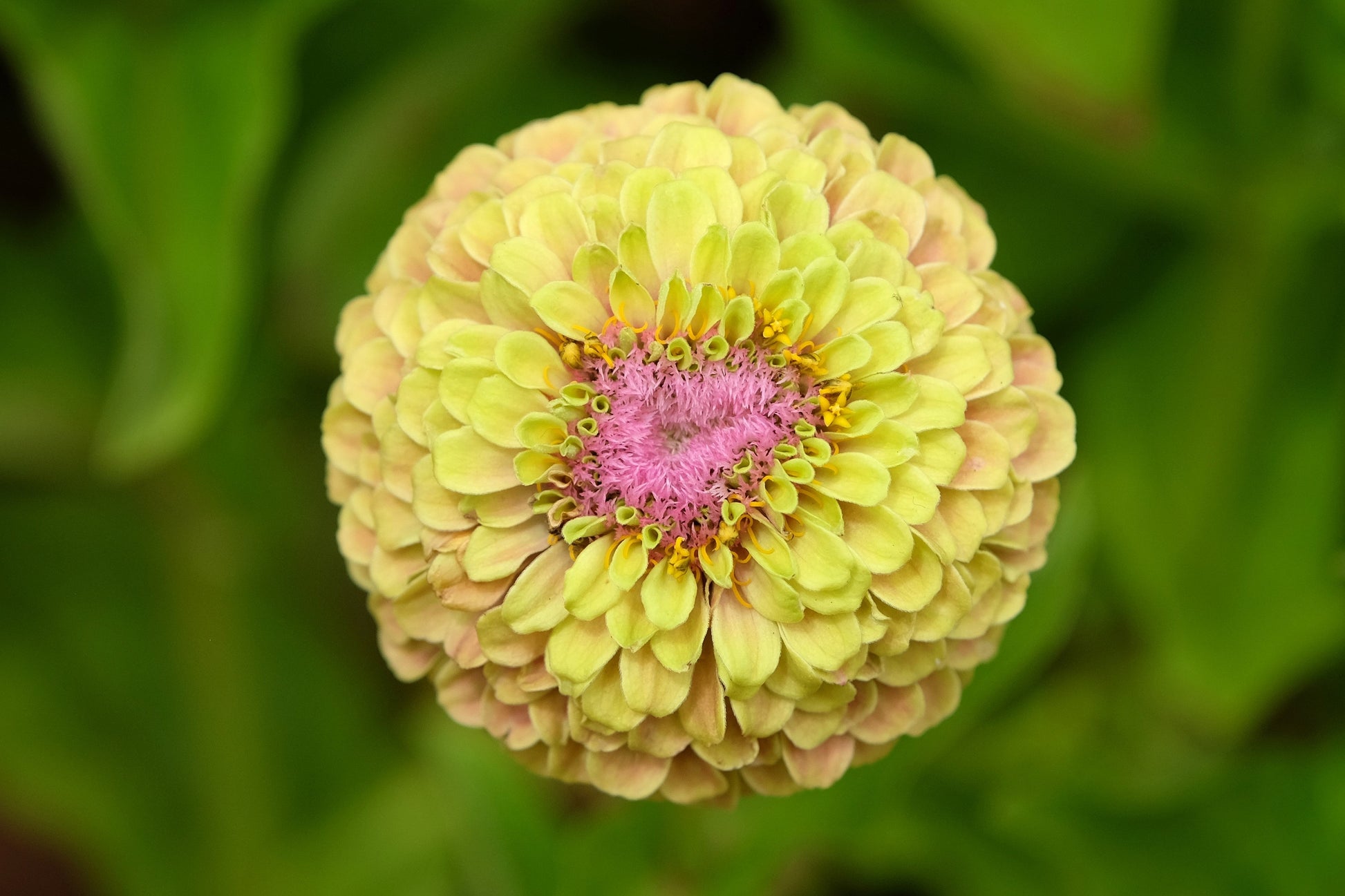20 Organic QUEENY LIME MIX ZINNIA Elegans Mixed Colors Red Orange Yellow Pink Green Queen Flower Seeds - Blessings Grow Meadows -
