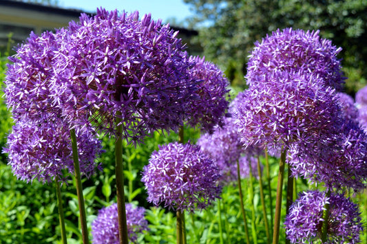 20 STAR OF PERSIA ALLIUM Christophii Silvery Amethyst Purple Flower Seeds - Blessings Grow Meadows -