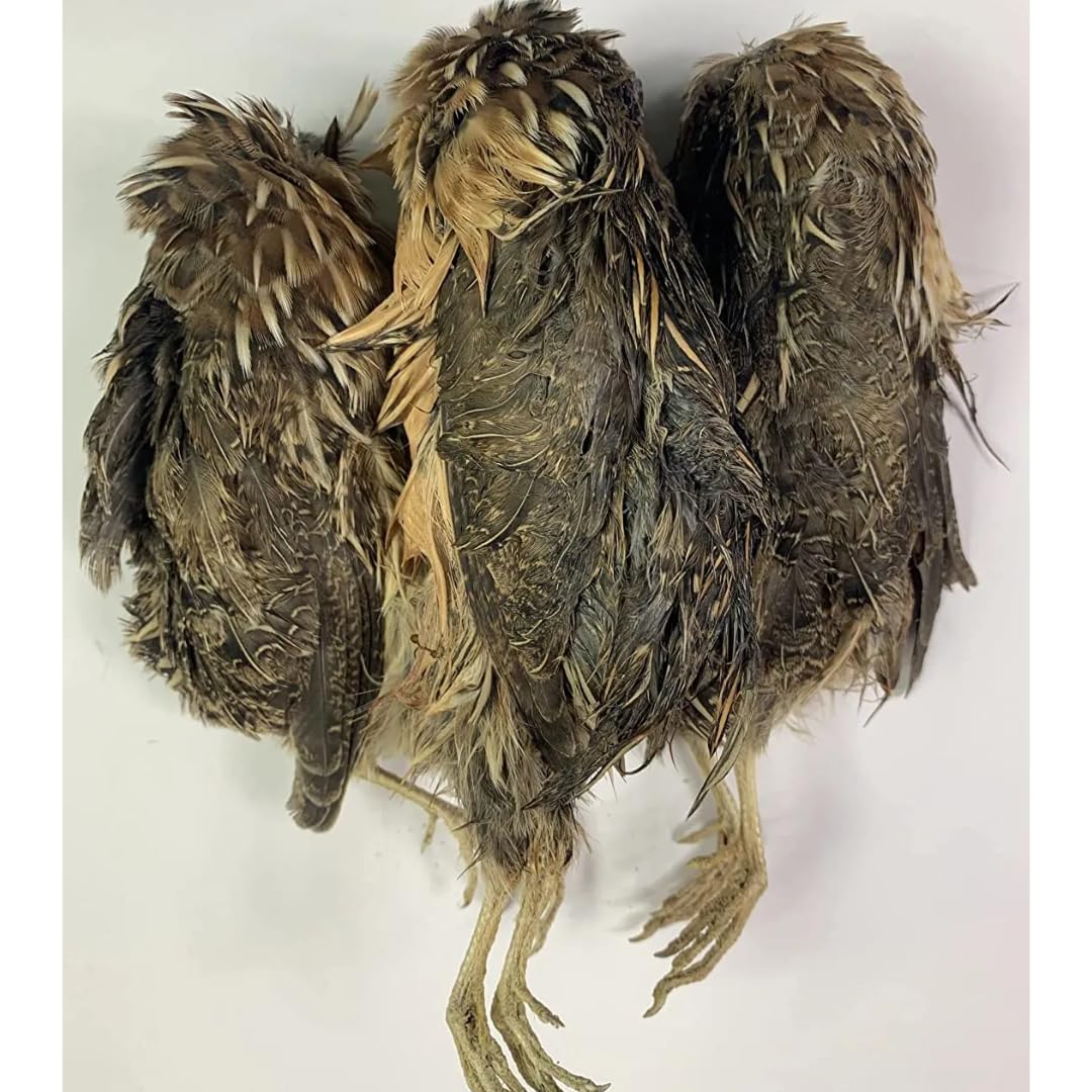 Dehydrated whole quail for bird dog training or falconry, showing a plump, dried quail bird with feathers intact.