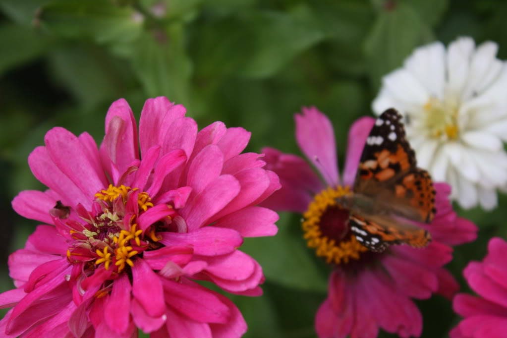 250 EXQUISITE ZINNIA Elegans Changes Color Red - Hot Pink Pale Pink Flower Seeds - Blessings Grow Meadows -