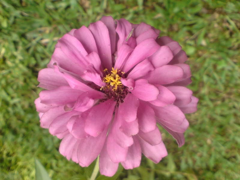 250 EXQUISITE ZINNIA Elegans Changes Color Red - Hot Pink Pale Pink Flower Seeds - Blessings Grow Meadows -