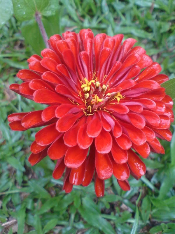 250 EXQUISITE ZINNIA Elegans Changes Color Red - Hot Pink Pale Pink Flower Seeds - Blessings Grow Meadows -
