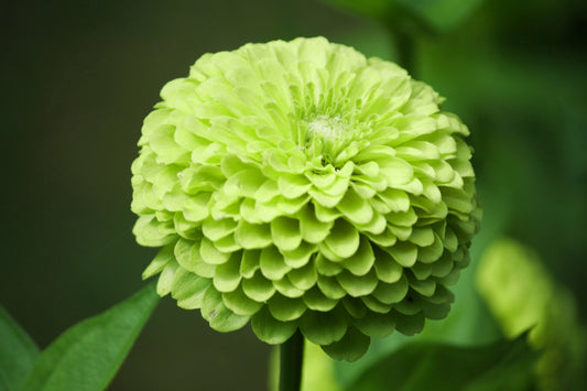 250 GREEN ENVY ZINNIA Elegans Heirloom Chartreuse Double Flower Seeds - Blessings Grow Meadows -