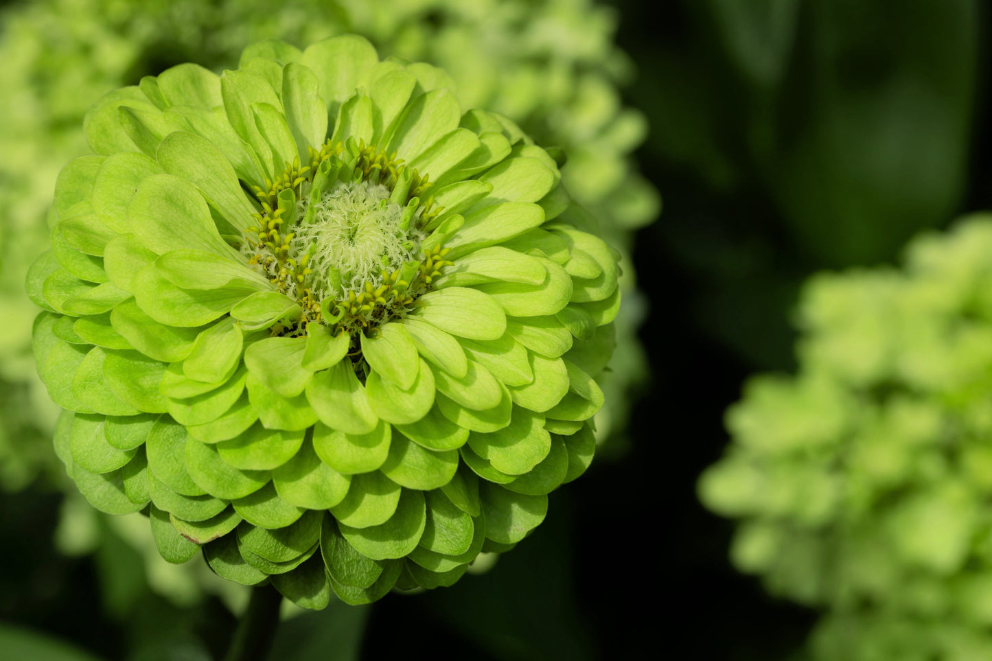 250 GREEN ENVY ZINNIA Elegans Heirloom Chartreuse Double Flower Seeds - Blessings Grow Meadows -