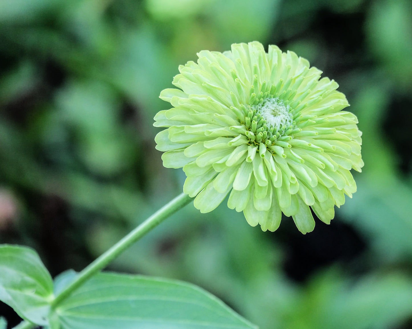 250 GREEN ENVY ZINNIA Elegans Heirloom Chartreuse Double Flower Seeds - Blessings Grow Meadows -