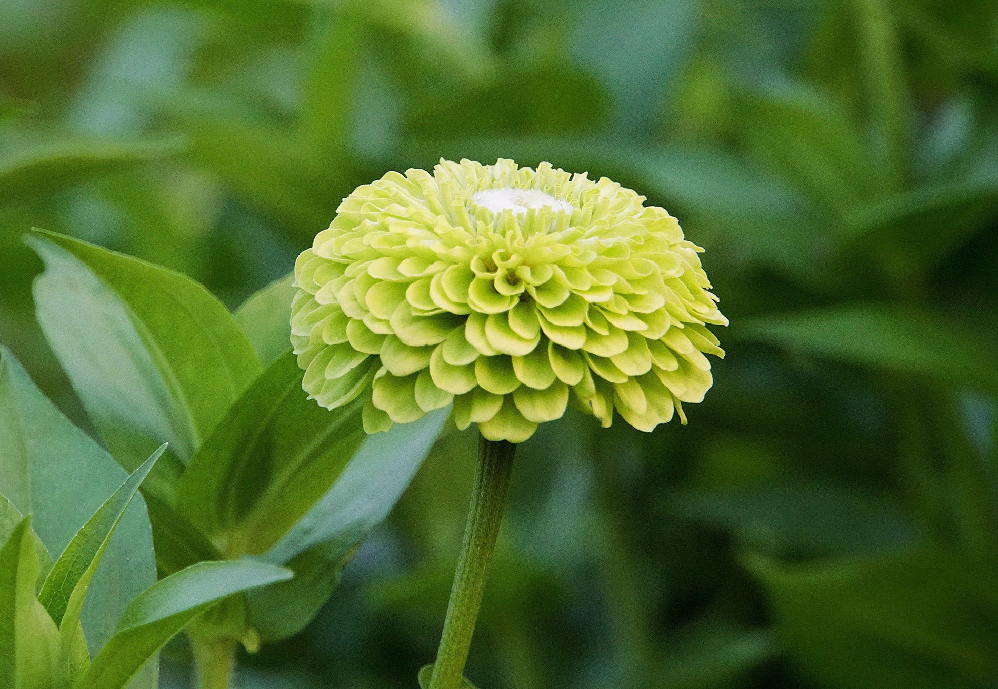 250 GREEN ENVY ZINNIA Elegans Heirloom Chartreuse Double Flower Seeds - Blessings Grow Meadows -