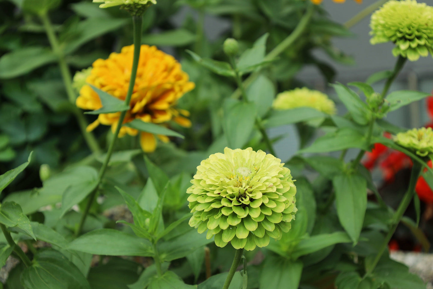 250 GREEN ENVY ZINNIA Elegans Heirloom Chartreuse Double Flower Seeds - Blessings Grow Meadows -