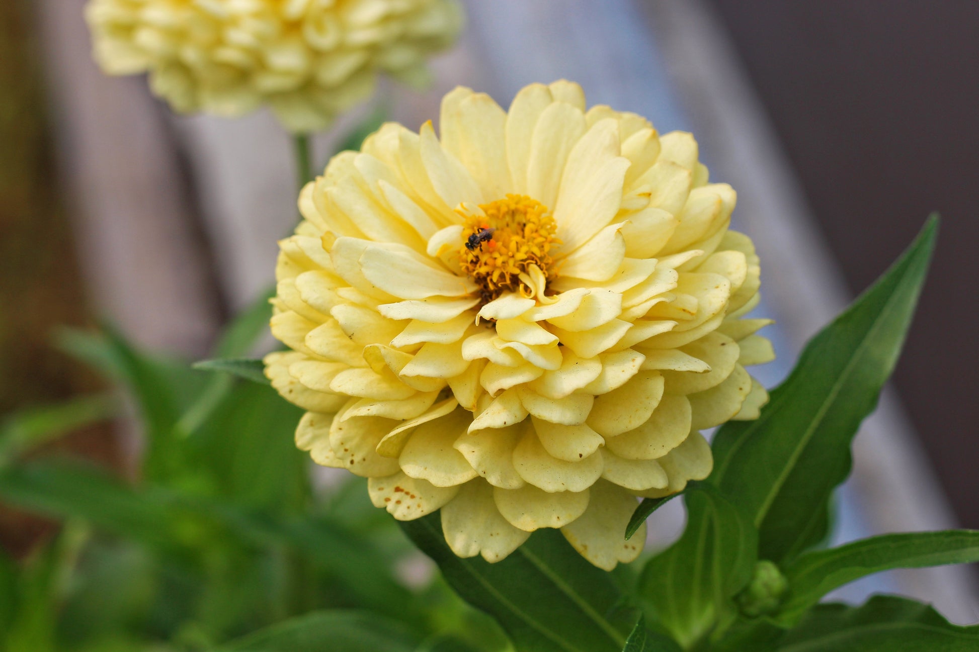 250 ISABELLINA ZINNIA Elegans Pastel Light Yellow Double Heirloom Flower Seeds - Blessings Grow Meadows -