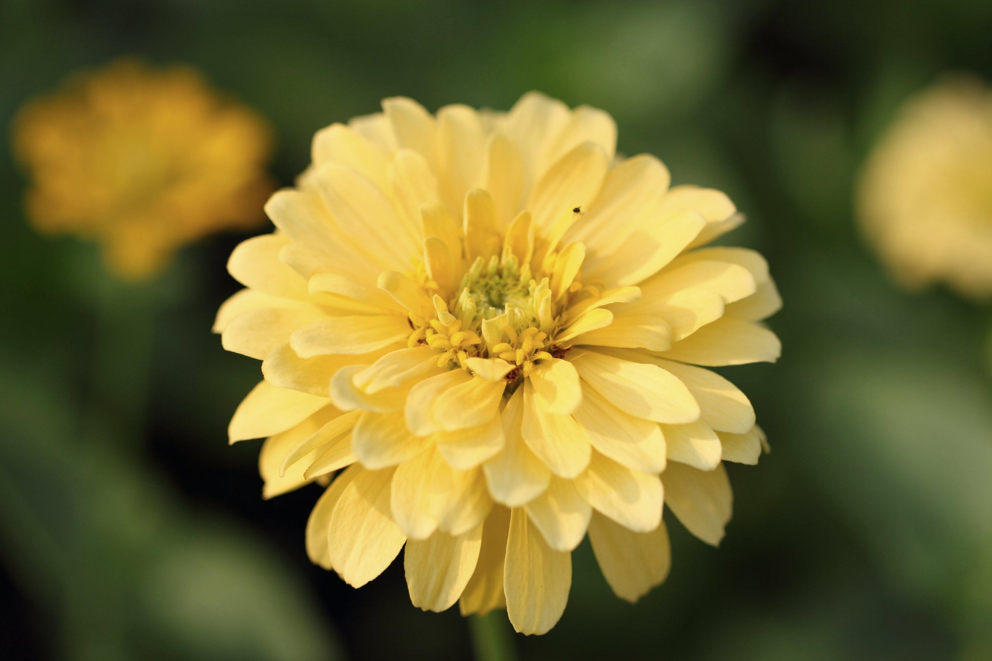 250 ISABELLINA ZINNIA Elegans Pastel Light Yellow Double Heirloom Flower Seeds - Blessings Grow Meadows -