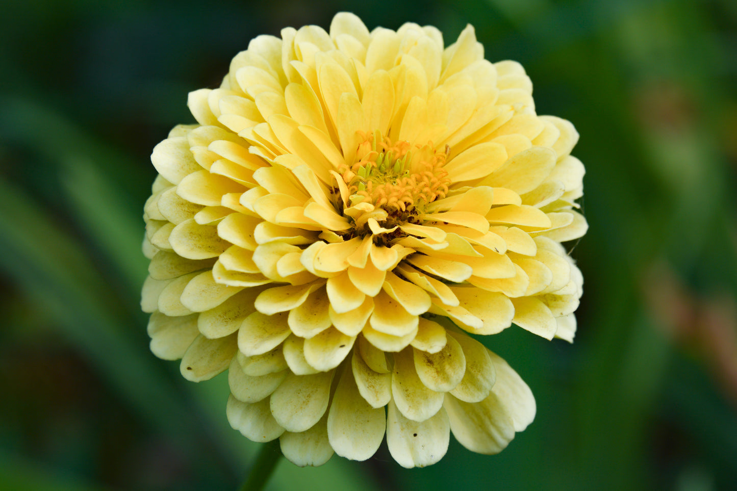 250 ISABELLINA ZINNIA Elegans Pastel Light Yellow Double Heirloom Flower Seeds - Blessings Grow Meadows -