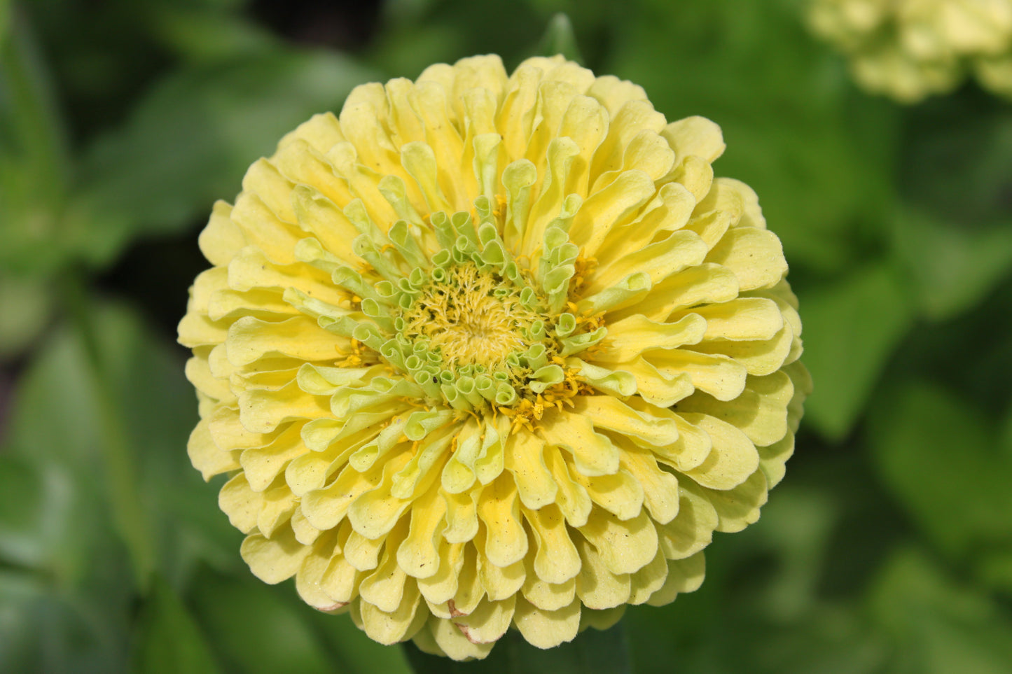250 ISABELLINA ZINNIA Elegans Pastel Light Yellow Double Heirloom Flower Seeds - Blessings Grow Meadows -
