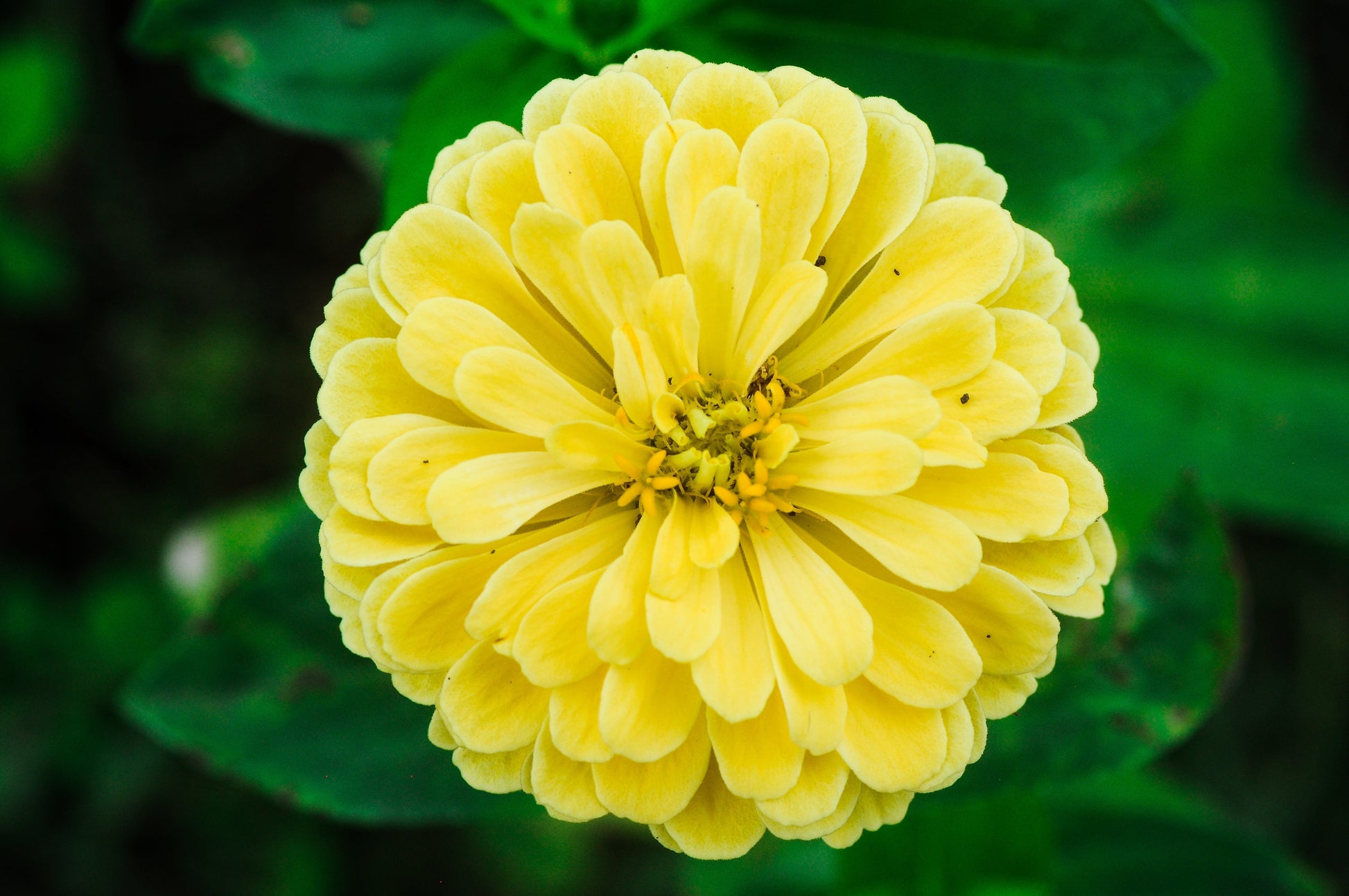 250 ISABELLINA ZINNIA Elegans Pastel Light Yellow Double Heirloom Flower Seeds - Blessings Grow Meadows -