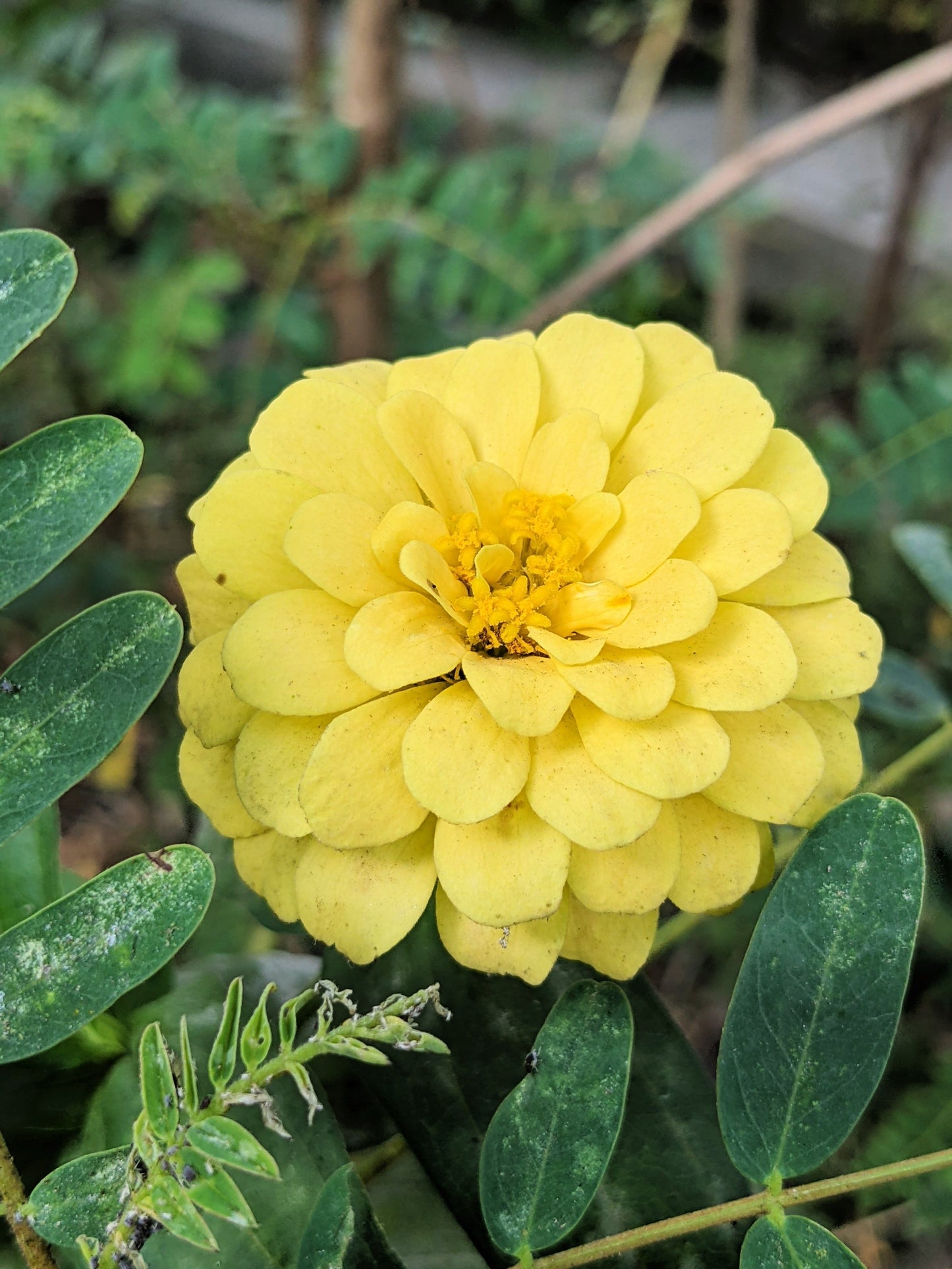 250 ISABELLINA ZINNIA Elegans Pastel Light Yellow Double Heirloom Flower Seeds - Blessings Grow Meadows -