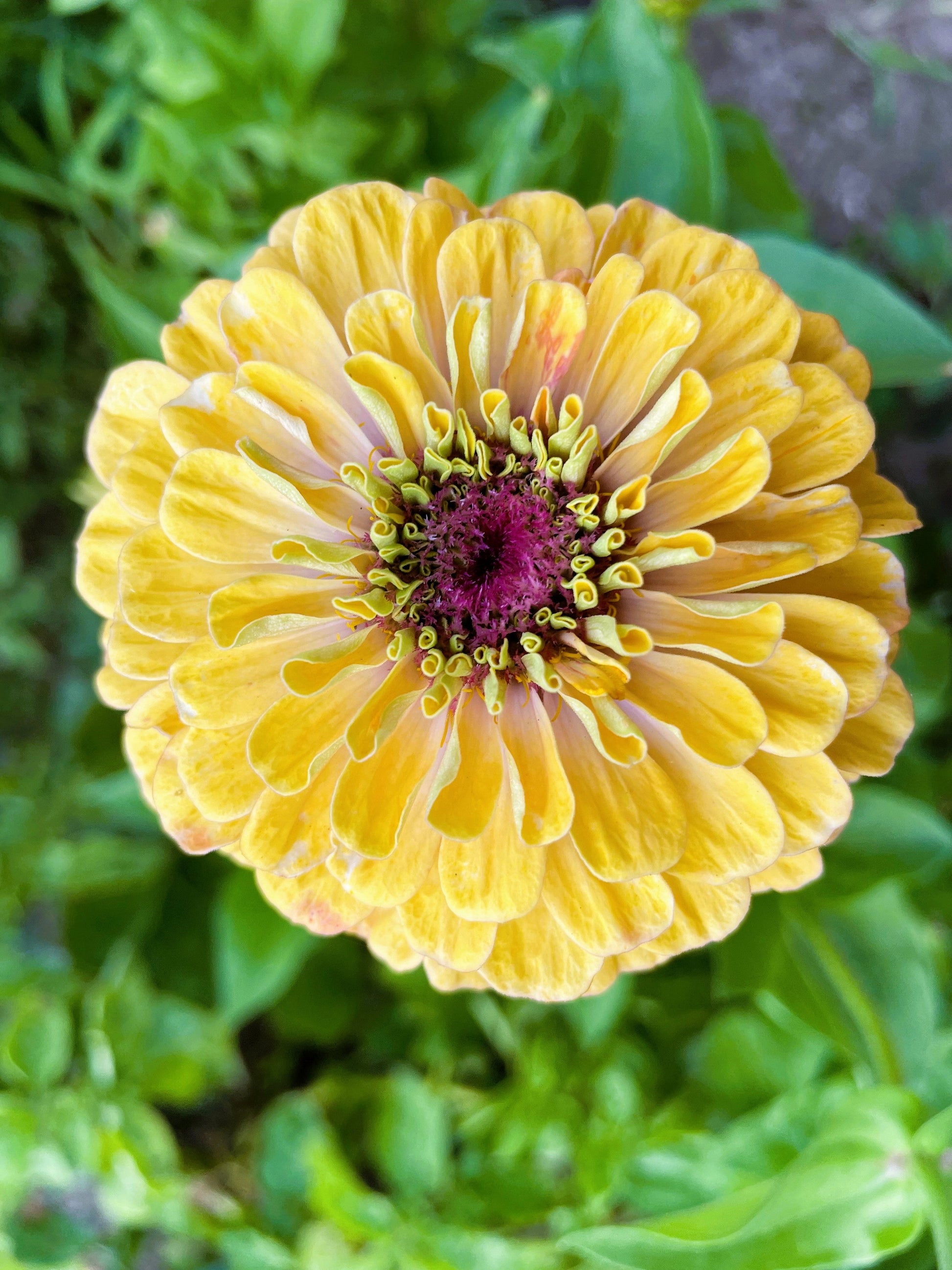 250 ISABELLINA ZINNIA Elegans Pastel Light Yellow Double Heirloom Flower Seeds - Blessings Grow Meadows -