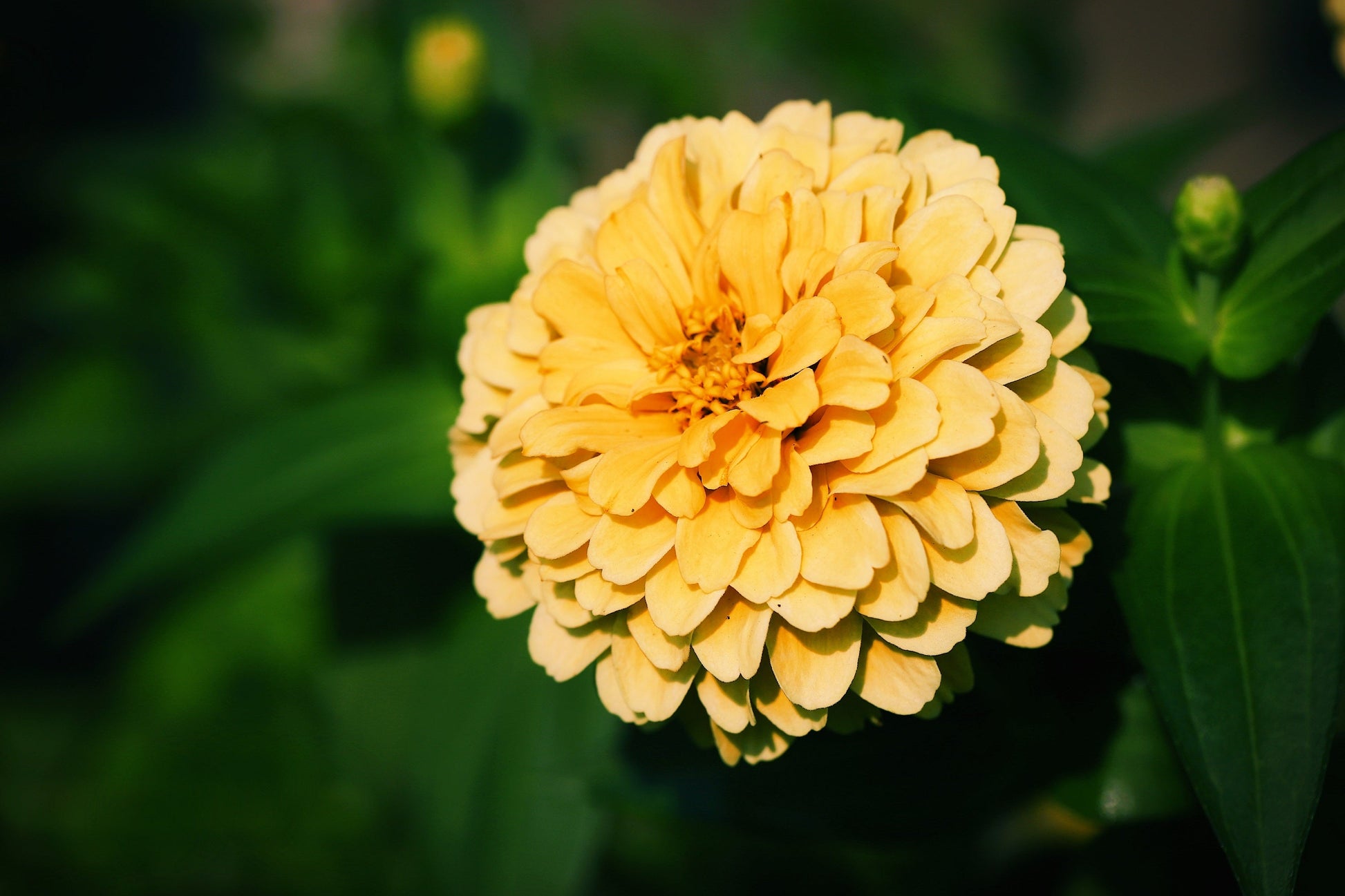 250 ISABELLINA ZINNIA Elegans Pastel Light Yellow Double Heirloom Flower Seeds - Blessings Grow Meadows -