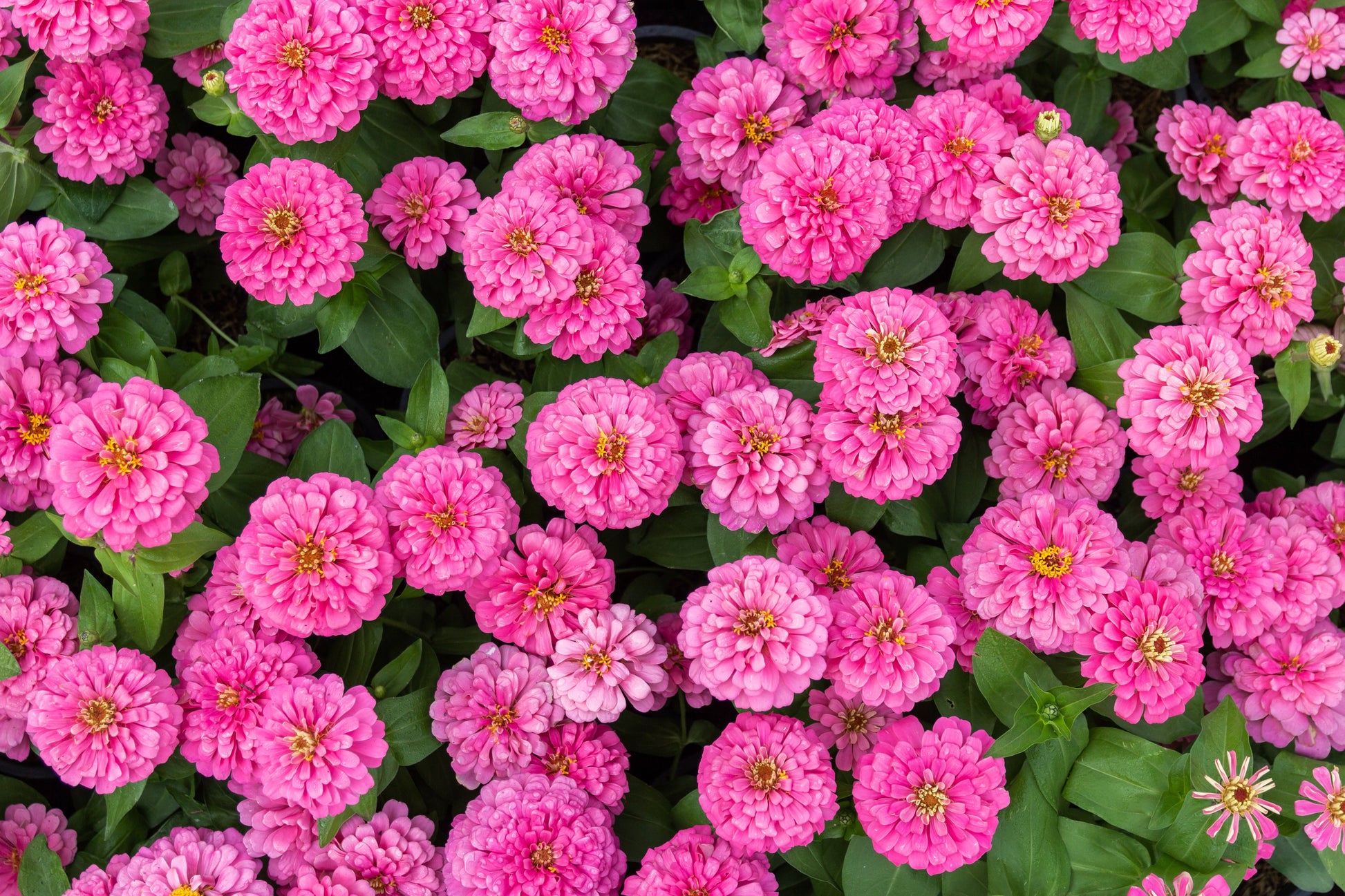 250 LUMINOSA PINK ZINNIA Elegans Flower Seeds - Blessings Grow Meadows -