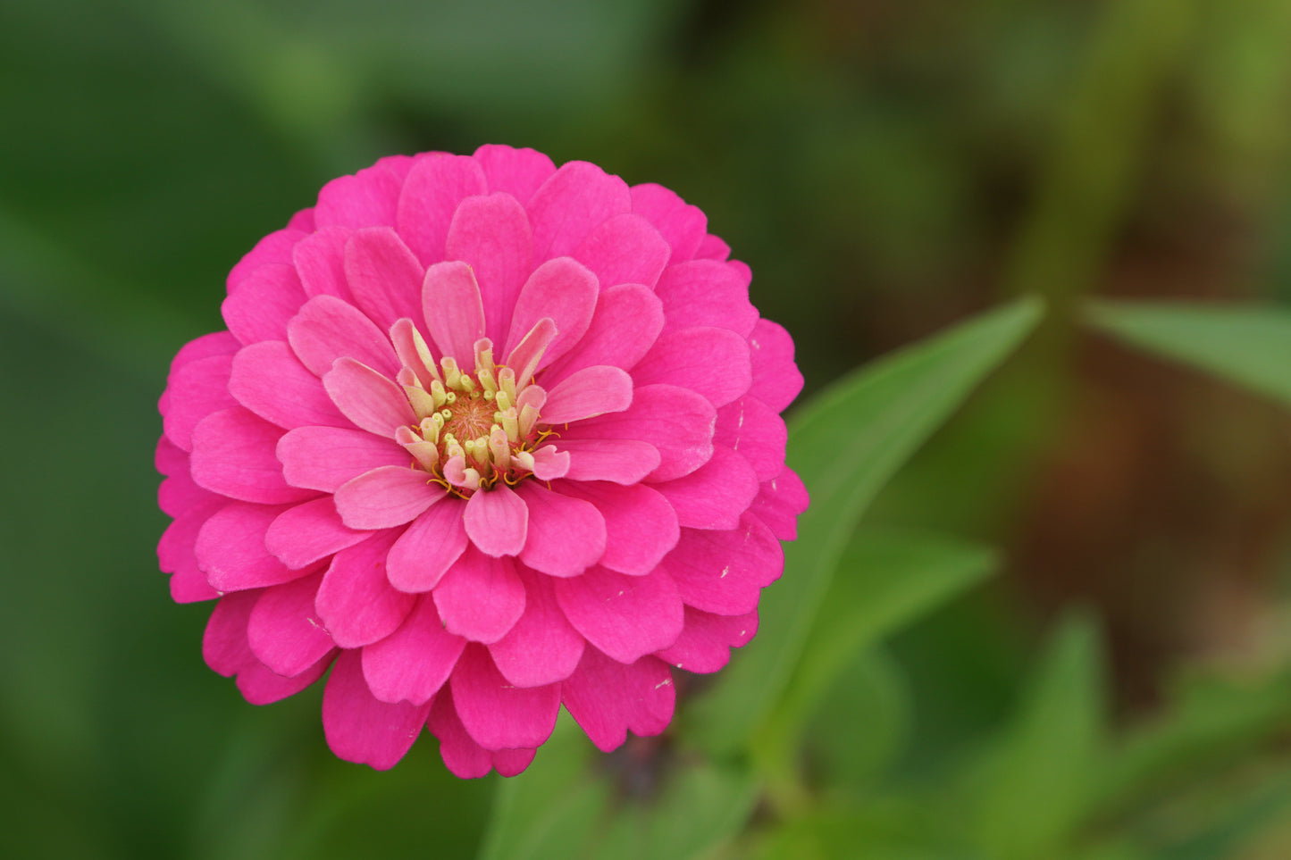 250 LUMINOSA PINK ZINNIA Elegans Flower Seeds - Blessings Grow Meadows -