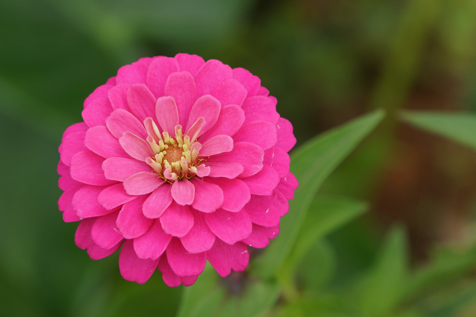 250 LUMINOSA PINK ZINNIA Elegans Flower Seeds - Blessings Grow Meadows -