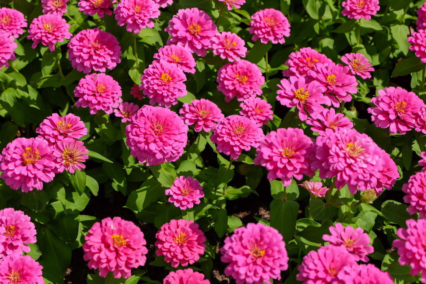 250 LUMINOSA PINK ZINNIA Elegans Flower Seeds - Blessings Grow Meadows -