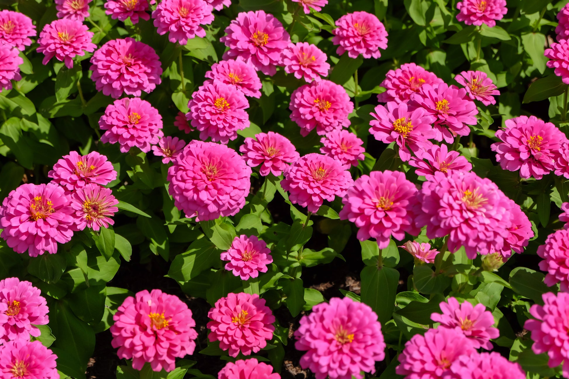 250 LUMINOSA PINK ZINNIA Elegans Flower Seeds - Blessings Grow Meadows -