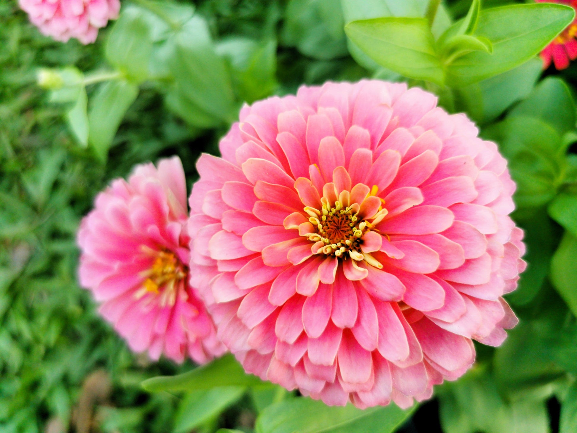 250 LUMINOSA PINK ZINNIA Elegans Flower Seeds - Blessings Grow Meadows -