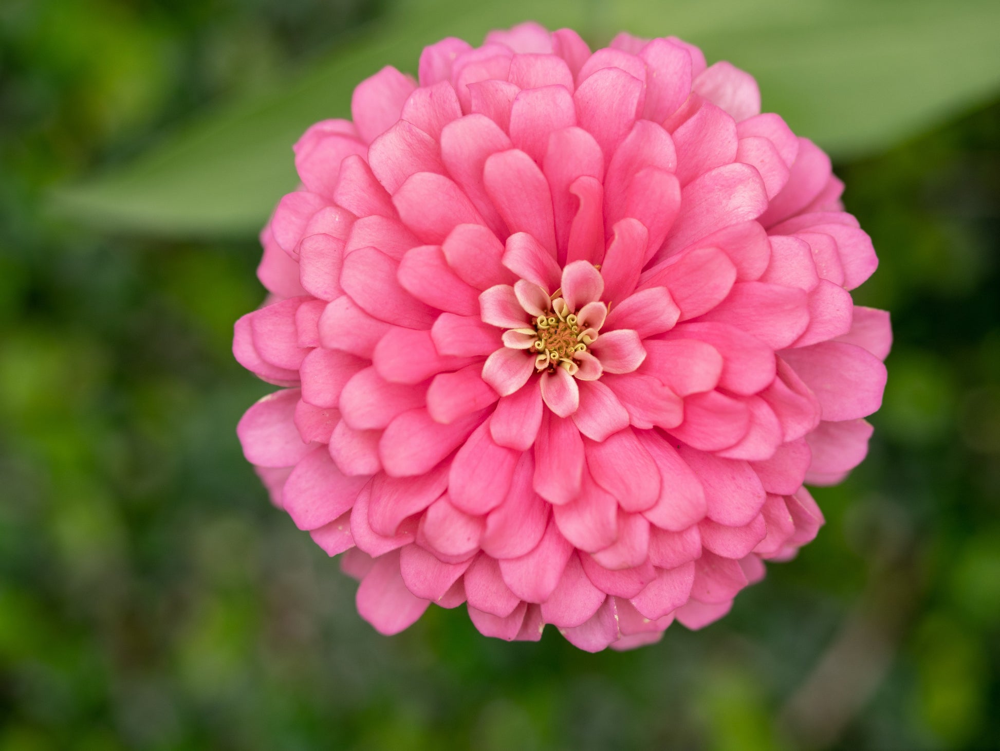 250 LUMINOSA PINK ZINNIA Elegans Flower Seeds - Blessings Grow Meadows -
