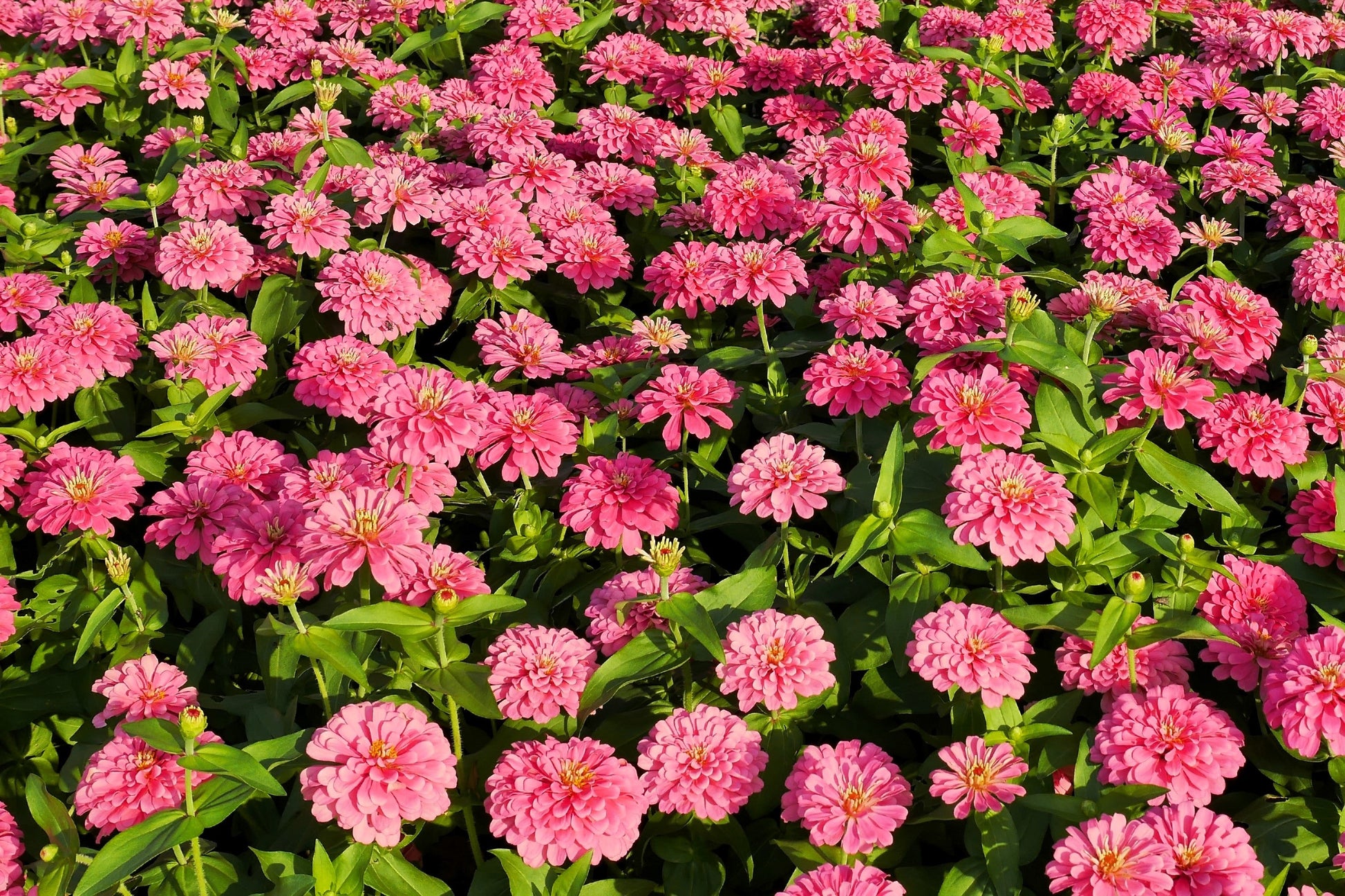 250 LUMINOSA PINK ZINNIA Elegans Flower Seeds - Blessings Grow Meadows -