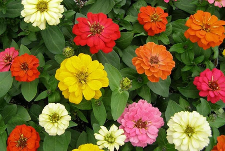 250 Mixed Colors Common GARDEN ZINNIA Elegans Flower Seeds - Blessings Grow Meadows -