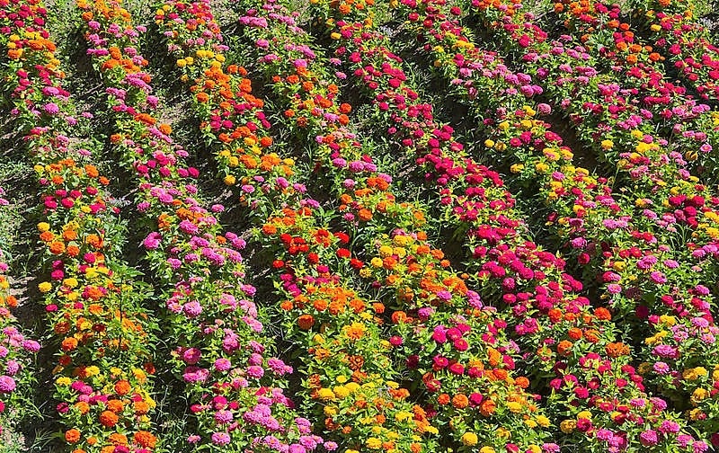 250 Mixed Colors Common GARDEN ZINNIA Elegans Flower Seeds - Blessings Grow Meadows -