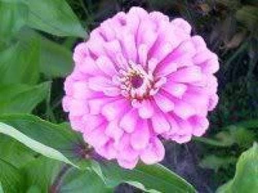 250 Mixed Colors Common GARDEN ZINNIA Elegans Flower Seeds - Blessings Grow Meadows -