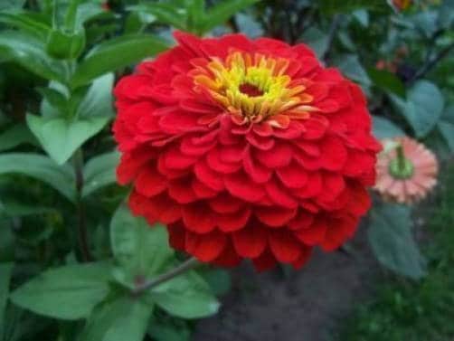 250 Mixed Colors Common GARDEN ZINNIA Elegans Flower Seeds - Blessings Grow Meadows -