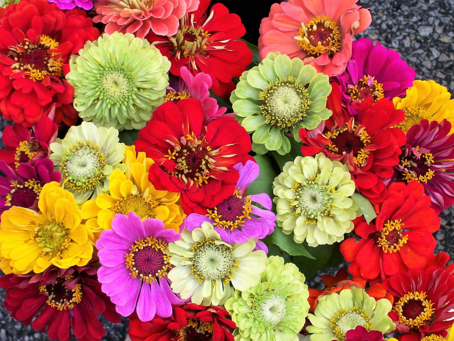 250 Mixed Colors ZINNIA ELEGANS Flower Seeds - Blessings Grow Meadows -