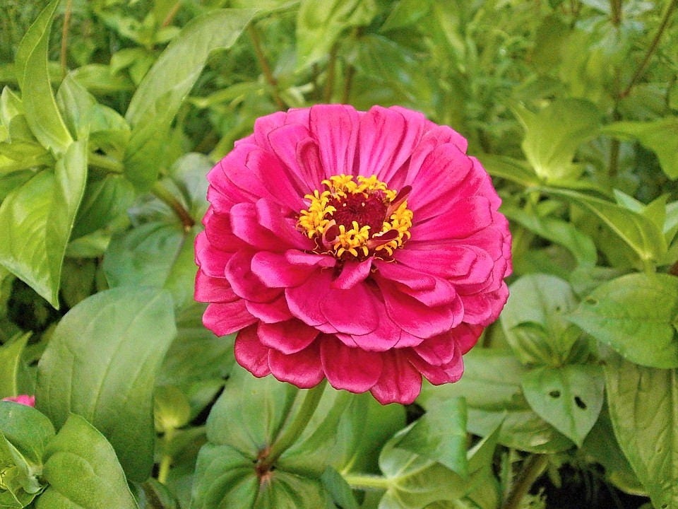 250 Mixed Colors ZINNIA ELEGANS Flower Seeds - Blessings Grow Meadows -