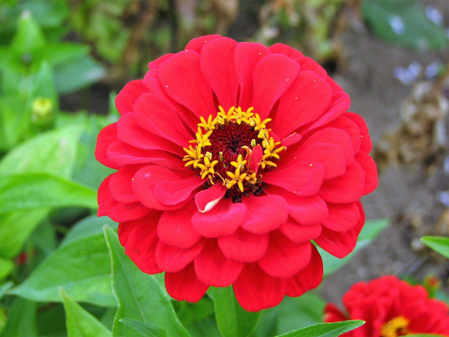 250 Mixed Colors ZINNIA ELEGANS Flower Seeds - Blessings Grow Meadows -