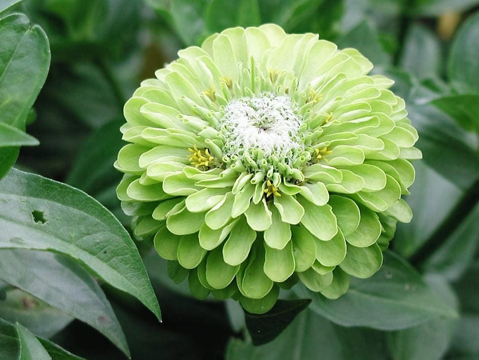 250 Mixed Colors ZINNIA ELEGANS Flower Seeds - Blessings Grow Meadows -