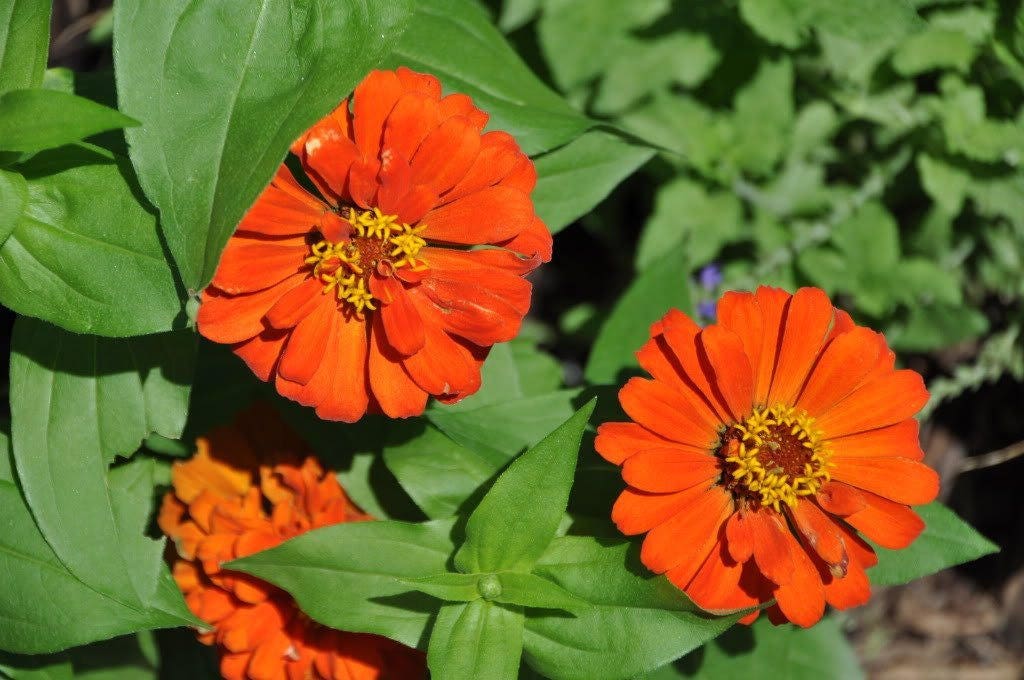 250 Mixed Colors ZINNIA ELEGANS Flower Seeds - Blessings Grow Meadows -