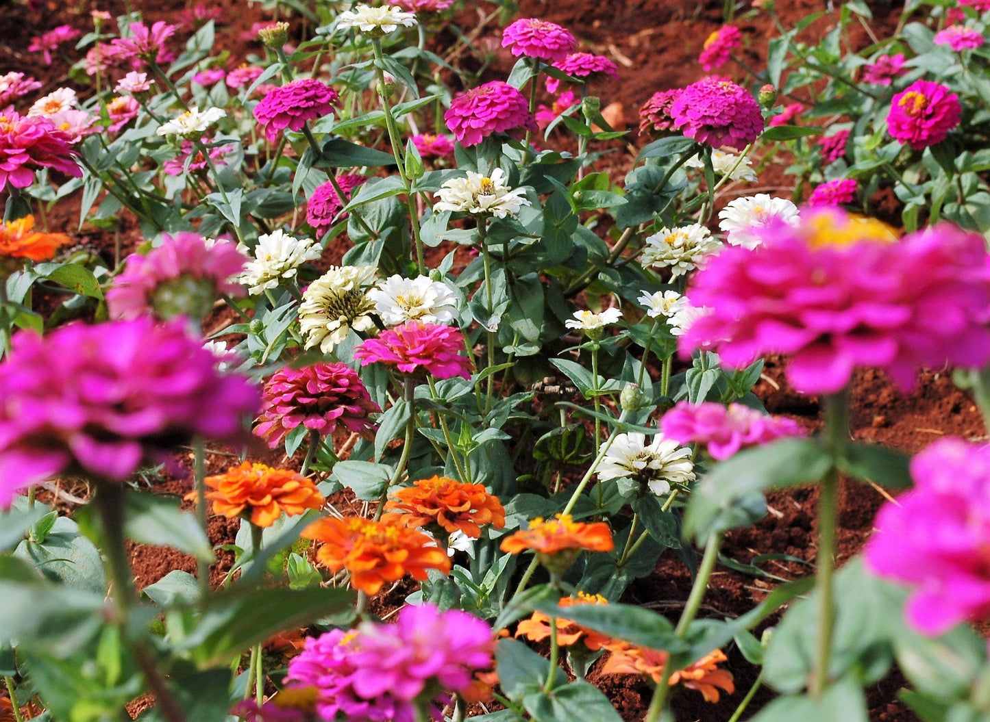 250 Mixed Colors ZINNIA ELEGANS Flower Seeds - Blessings Grow Meadows -