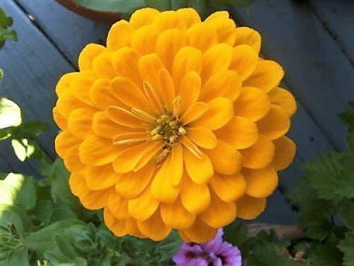 250 Mixed Colors ZINNIA ELEGANS Flower Seeds - Blessings Grow Meadows -
