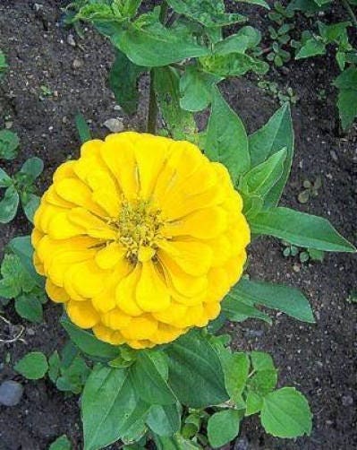 250 Mixed Colors ZINNIA ELEGANS Flower Seeds - Blessings Grow Meadows -