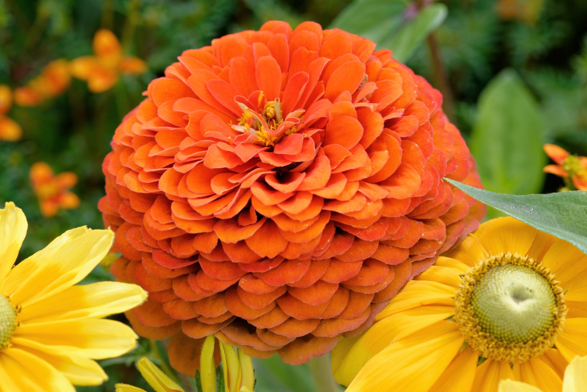 250 ORANGE KING ZINNIA Elegans Flower Seeds - Blessings Grow Meadows -