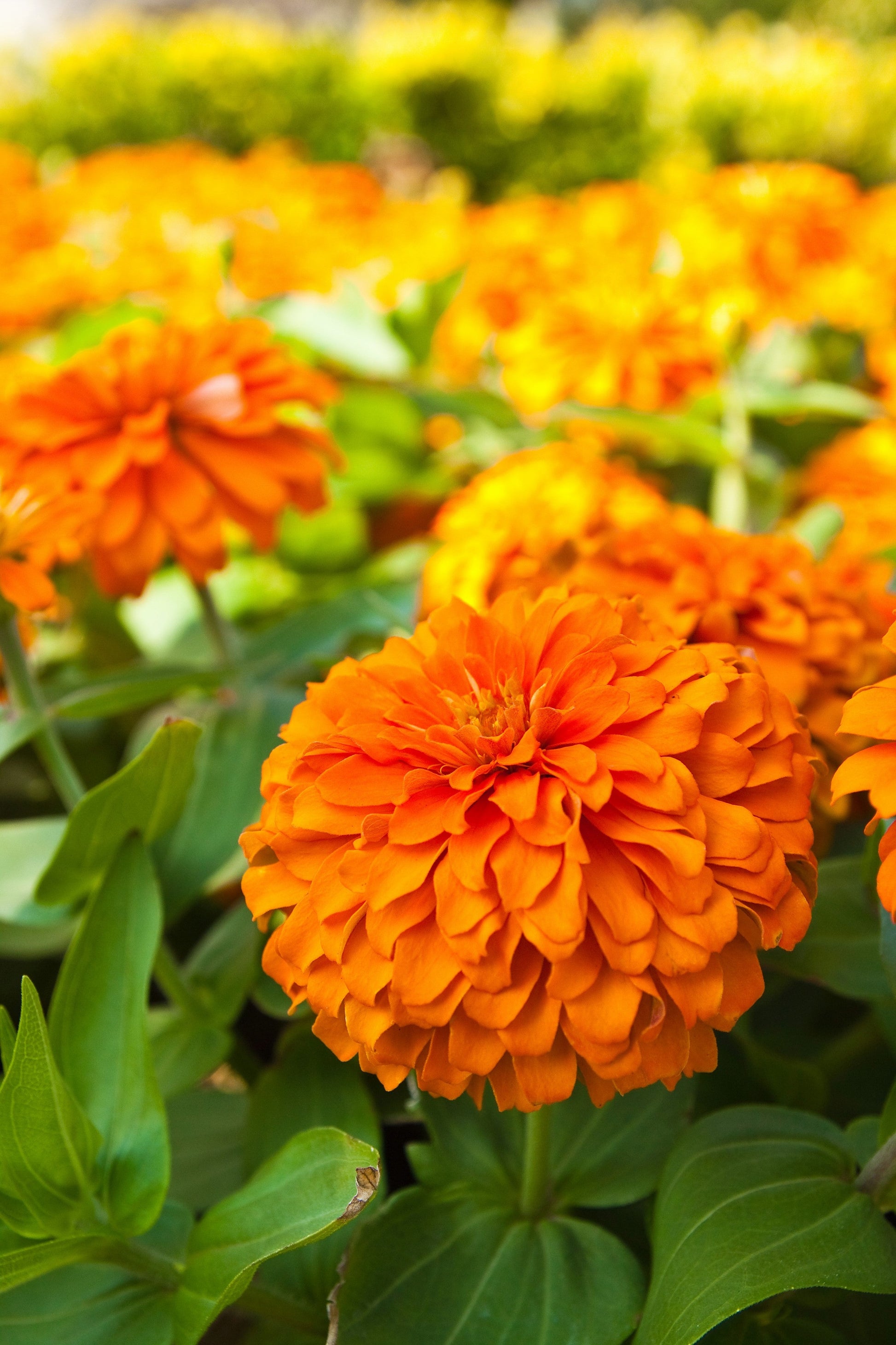 250 ORANGE KING ZINNIA Elegans Flower Seeds - Blessings Grow Meadows -