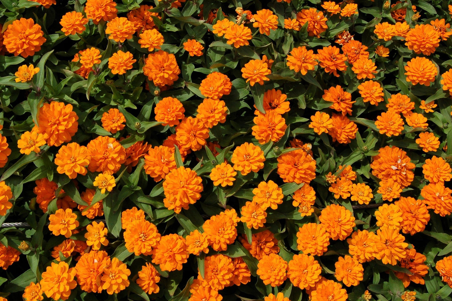 250 ORANGE KING ZINNIA Elegans Flower Seeds - Blessings Grow Meadows -