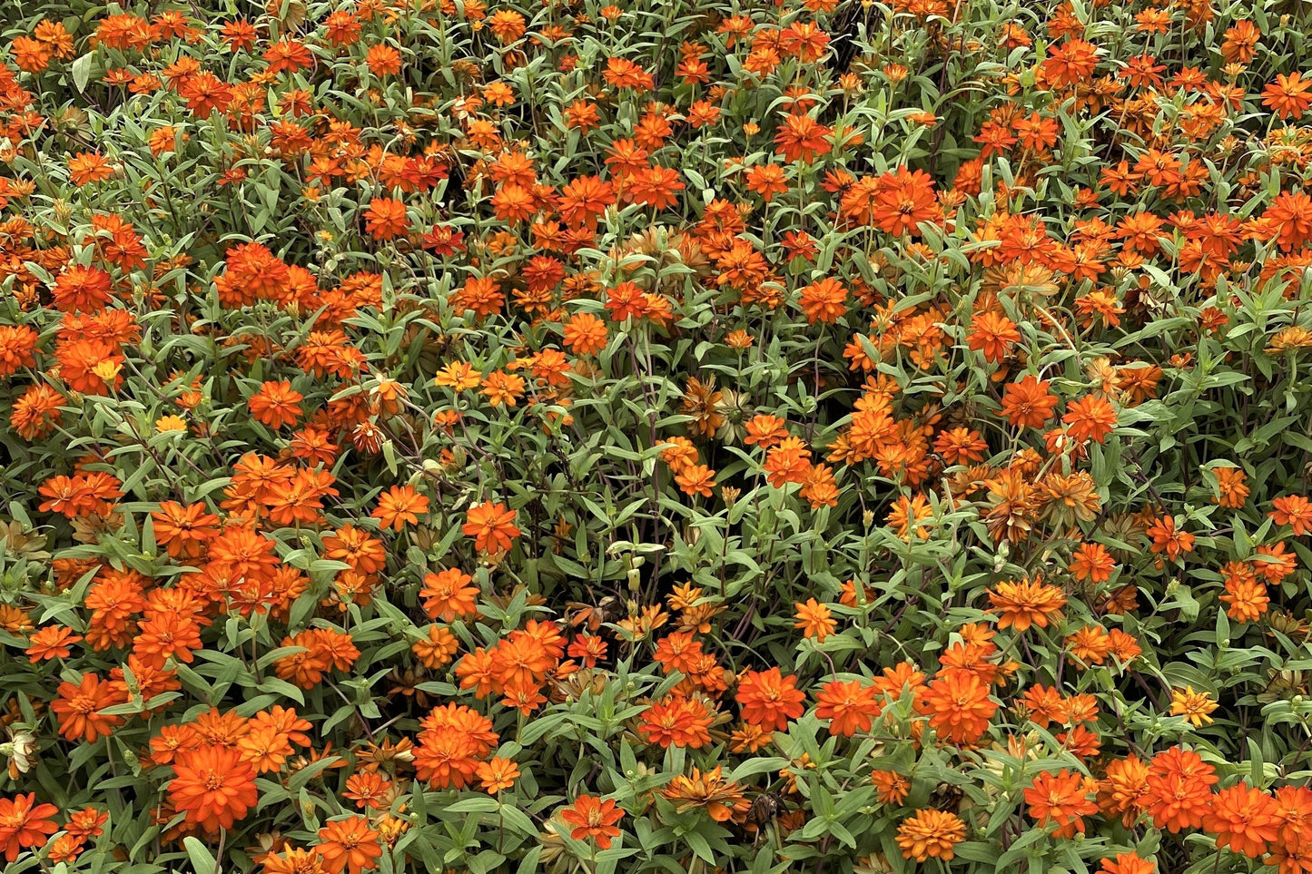 250 ORANGE KING ZINNIA Elegans Flower Seeds - Blessings Grow Meadows -