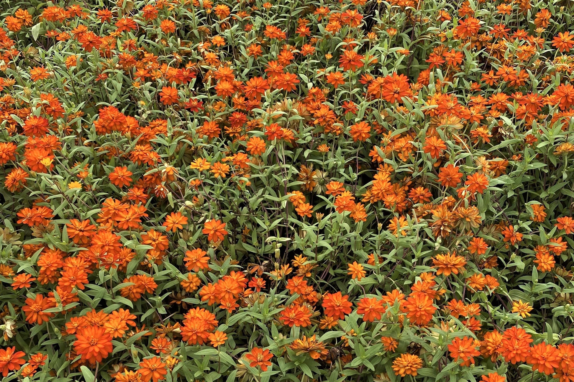 250 ORANGE KING ZINNIA Elegans Flower Seeds - Blessings Grow Meadows -