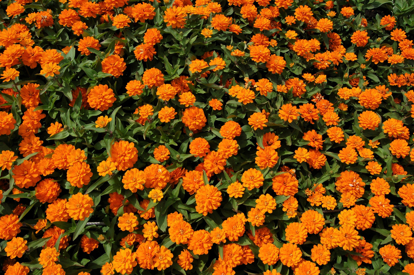 250 ORANGE KING ZINNIA Elegans Flower Seeds - Blessings Grow Meadows -