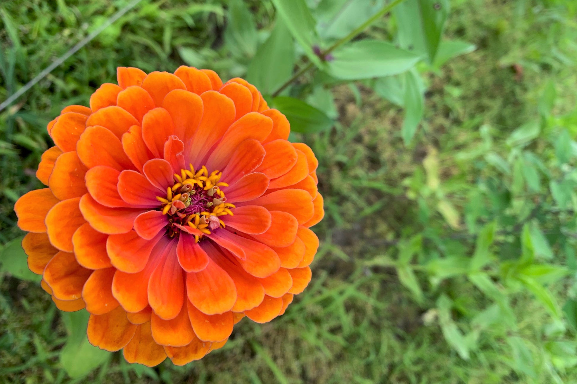 250 ORANGE KING ZINNIA Elegans Flower Seeds - Blessings Grow Meadows -
